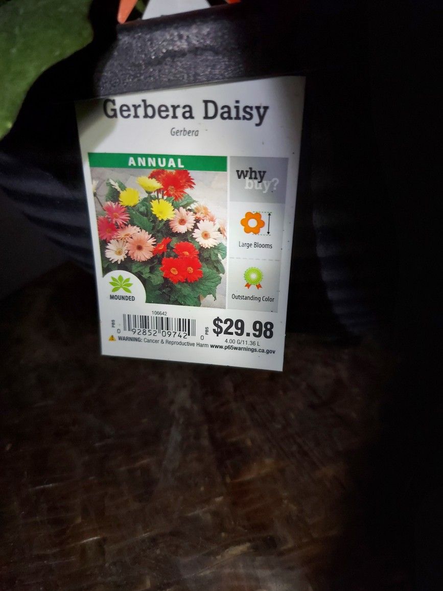 Beautiful Flowers
