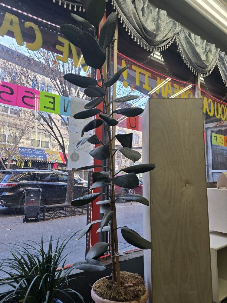 Assorted House Plants $20 Each