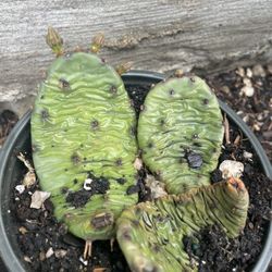 Garden decor 