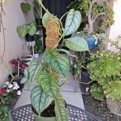 Monstera Siltepecana Plant $45