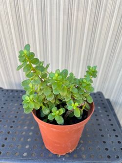 Live Jade Plant