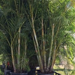 arecas Starting $12, 6 feet $35 7 feet $60, about 9 feet $80 and up 10 feet 11 feet 12 feet al available 