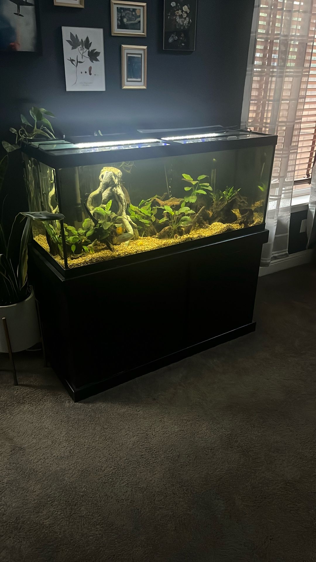 75 Gal Fish Tank With stand