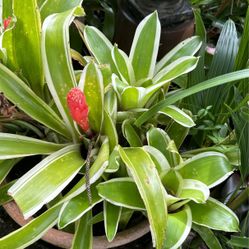 Bromeliad Plants 