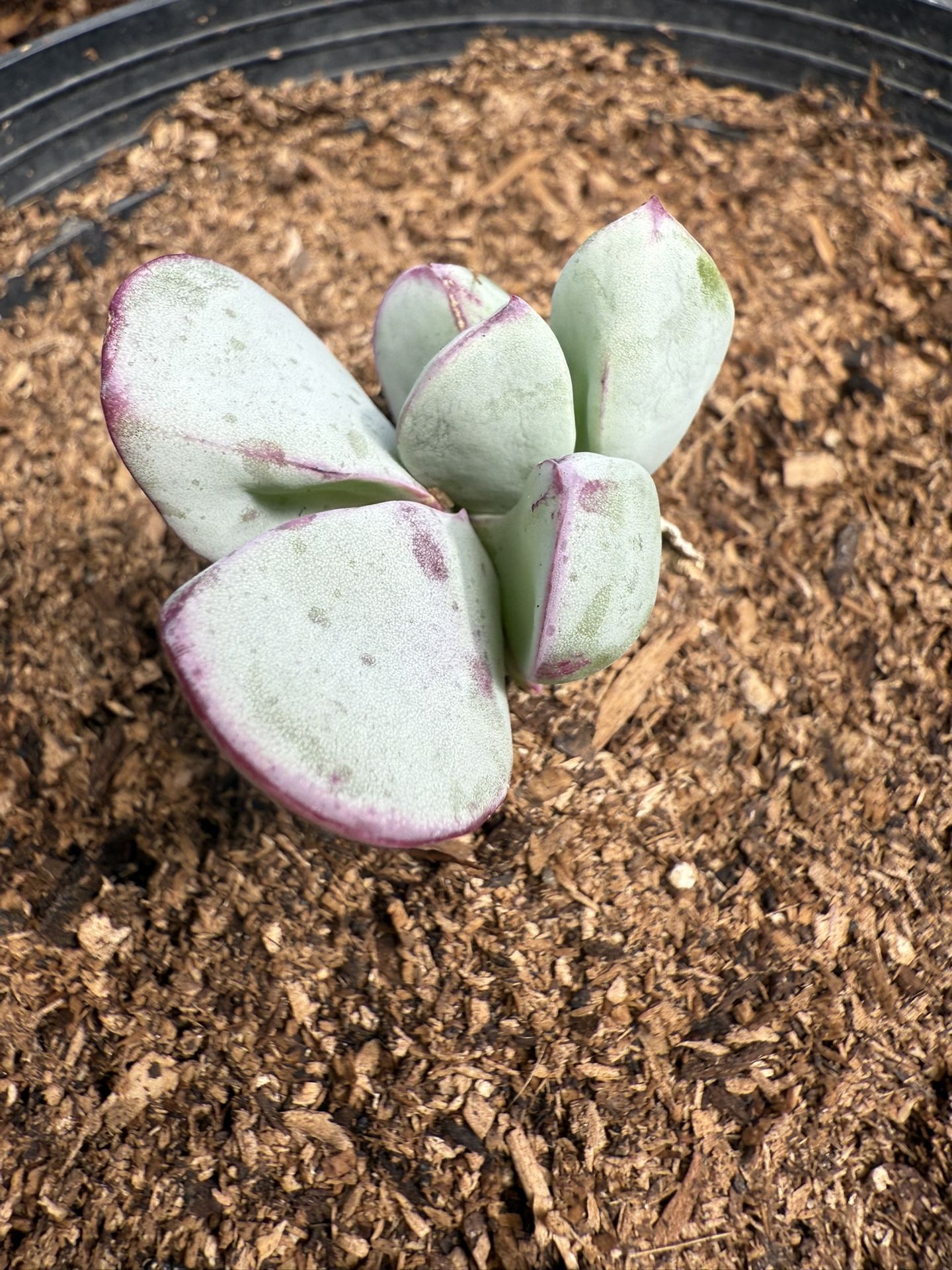 Succulents For Sale