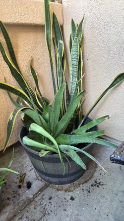 Giant Aloe  Vera  w wine barrel planter