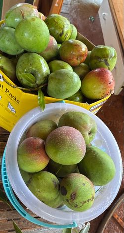 Green mangos