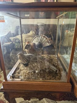 Taxidermy Collectible Animals
