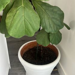 Beautiful Healthy Fiddle Leaf 🍃 Tree With Big Ceramic Planter - 