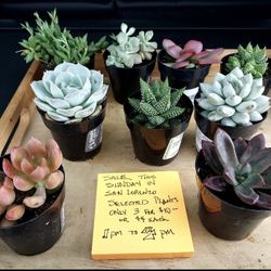 SUCCULENT CLEARANCE SALE ON SUNDAY FROM 1230 TO 330 PM IN SAN LORENZO