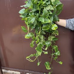 6” Golden Pothos