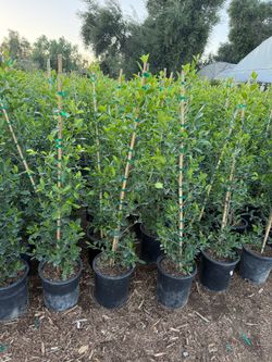 Ficus