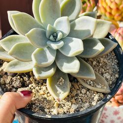 Beautiful succulents