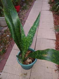 Beautiful snake plants