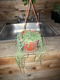 Super healthy string of pearl in 6” pot, p.u 3/4 blocks from Mcgeorge law school