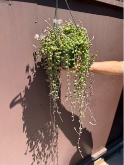 8” big string of watermelon