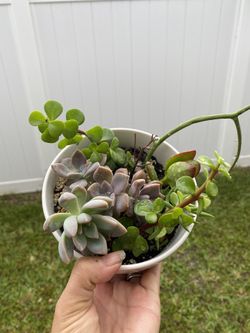 Succulents Plants  Variety