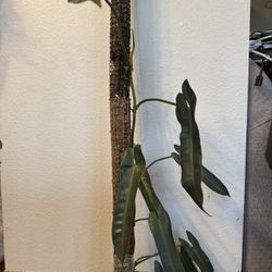 Philodendron Atabapoense