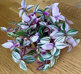 Tradescantia Tricolor Pink Princess Plant / Free Delivery Available  Thumbnail