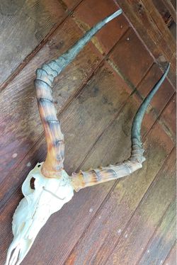 Real African Impala Skull with horns taxidermy
