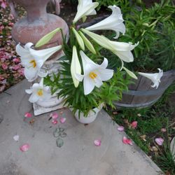 Flowering Lily in a white clay pot beautiful plant