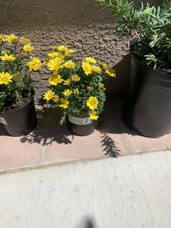 Planta Bara