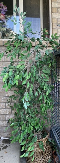 Fake Plant 