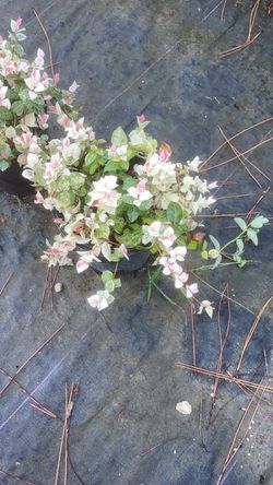 Snowbush – 3 Gallon | $12