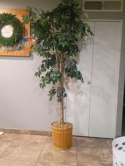 Ficus tree