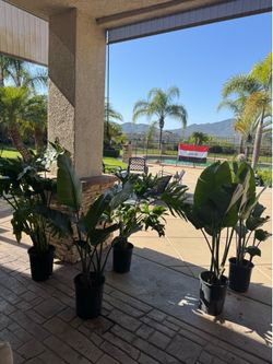 Plants healthy and growing well
