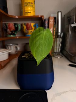 Heartleaf Philodendron w/ Self-Watering Pot (Great Starter) 2