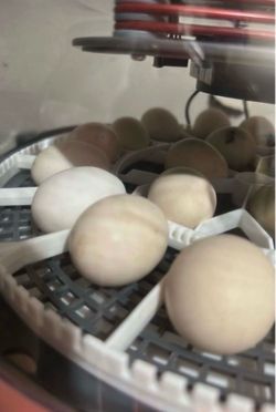 Kikiriki Eggs