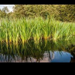 Japanese Sweet Flag Aquatic Pond Plant  marginal bog 100% organic medicinal koi pond