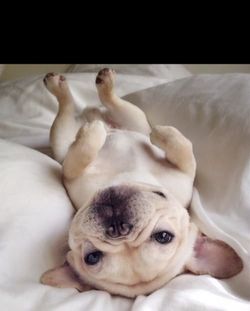 Red Offwhite dog and leash collar