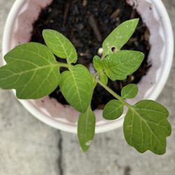 Tomato Plant