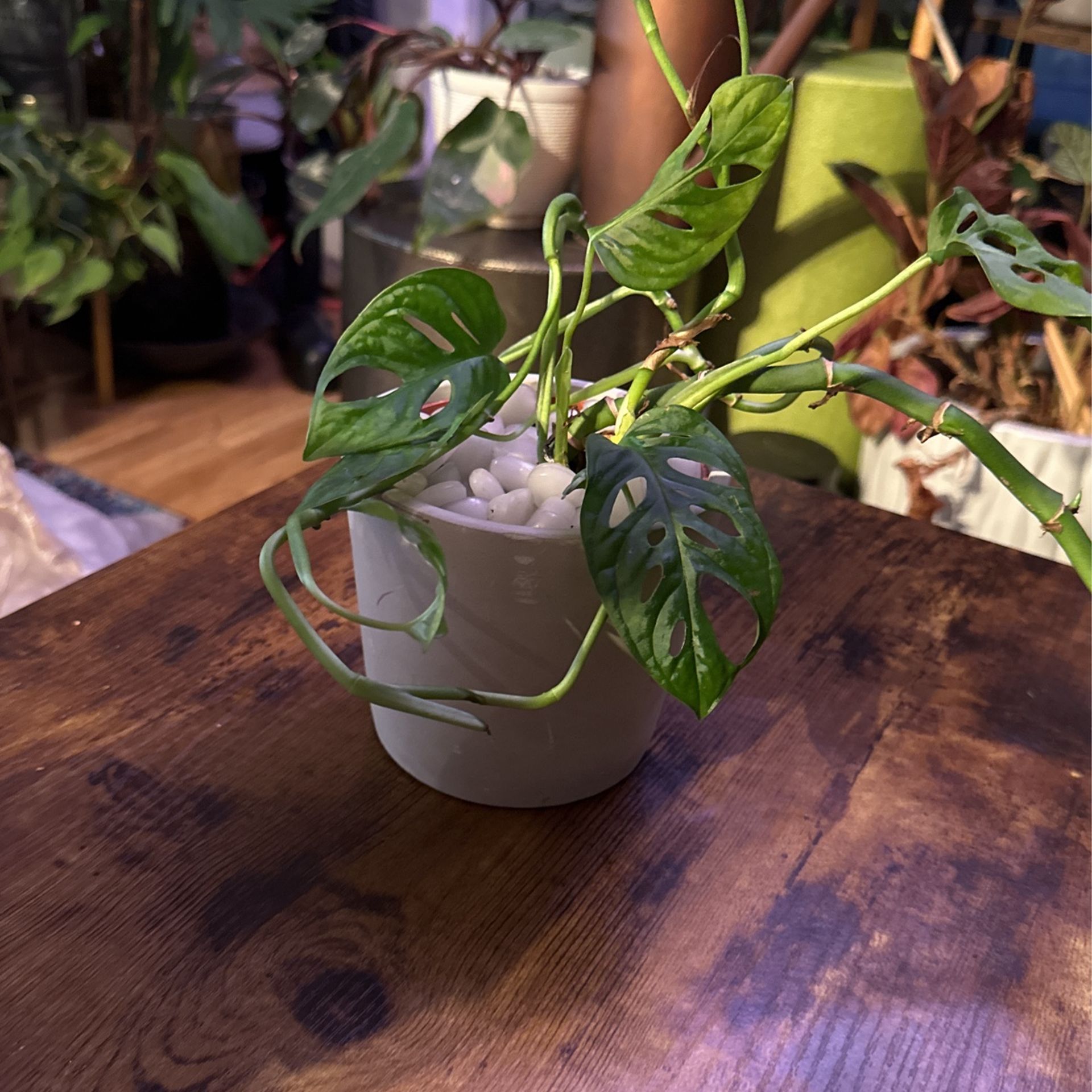 Live Plant Monstera Adansonii In Ceramic Pot - 5” Pot 2 Years Old