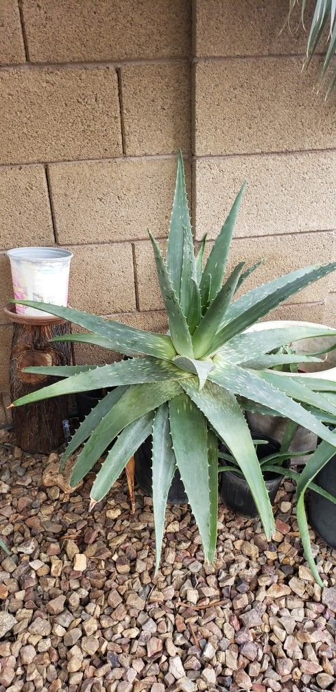 Aloe Vera/ Succulent Plant