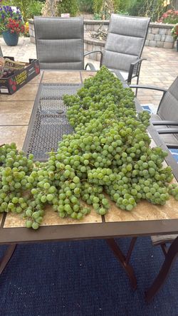 Free Grapes