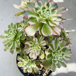 Rare Aeonium Imported Yingang Variegated