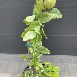 Large Lemon “Pink Lemonade” (Eureka Variegated) in 15 gal Container