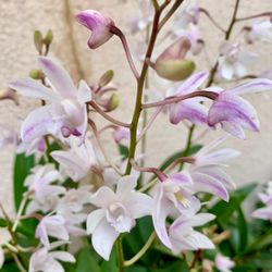 Australia Orchid l White/Pink