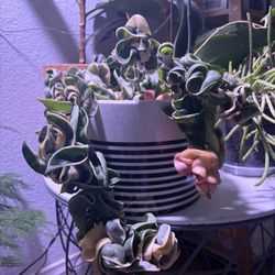 Variegated Hoya Compacta