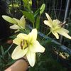 Lily