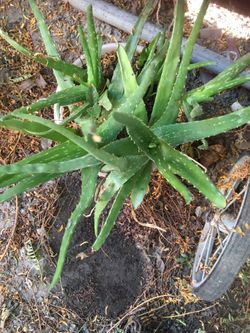 Planta de sábila