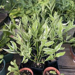 Devil’s Backbone Plant - Zig Zag Plant