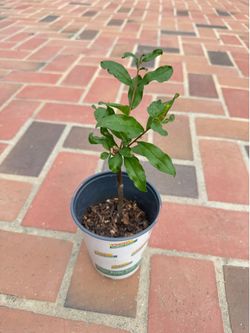 Rooted Pomegranate Plant sweet pink variety