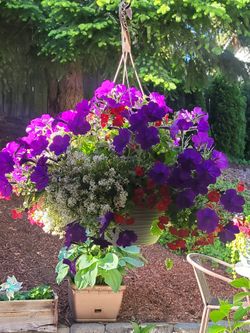 Hanging baskets