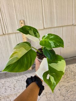 Philodendron White Wizard Plant