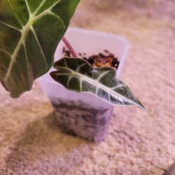 Alocasia Polly