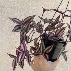 Tradescantia Quadricolor plant